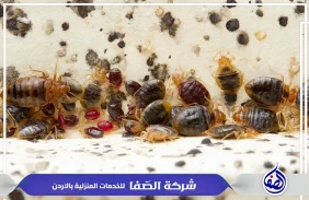 شركة مكافحة بق الفراش في عمان الاردن 0789832388 شركة الصفا