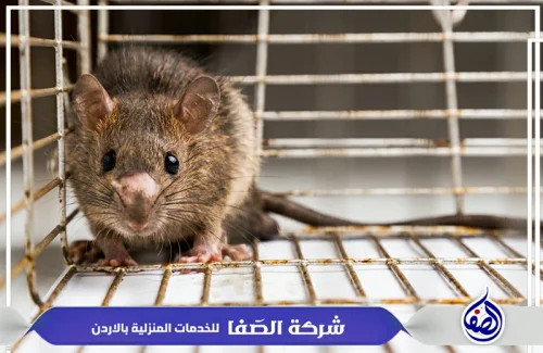شركة مكافحة الفئران عمان الأردن