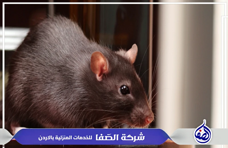 شركة مكافحة القوارض عمان