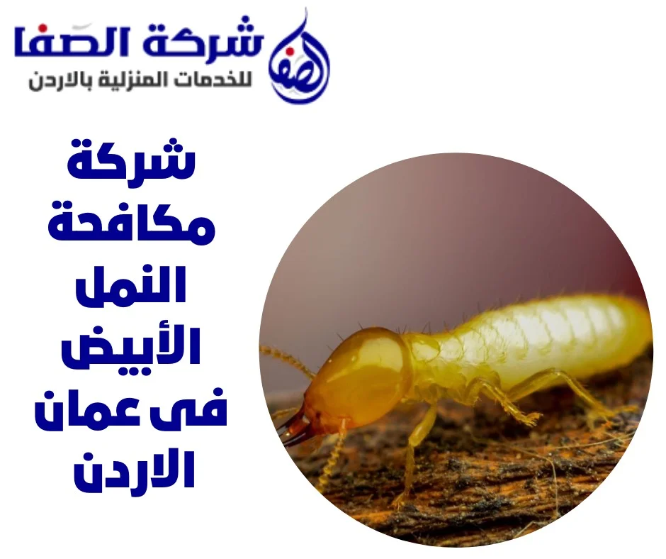 شركة مكافحة النمل الأبيض فى عمان الاردن