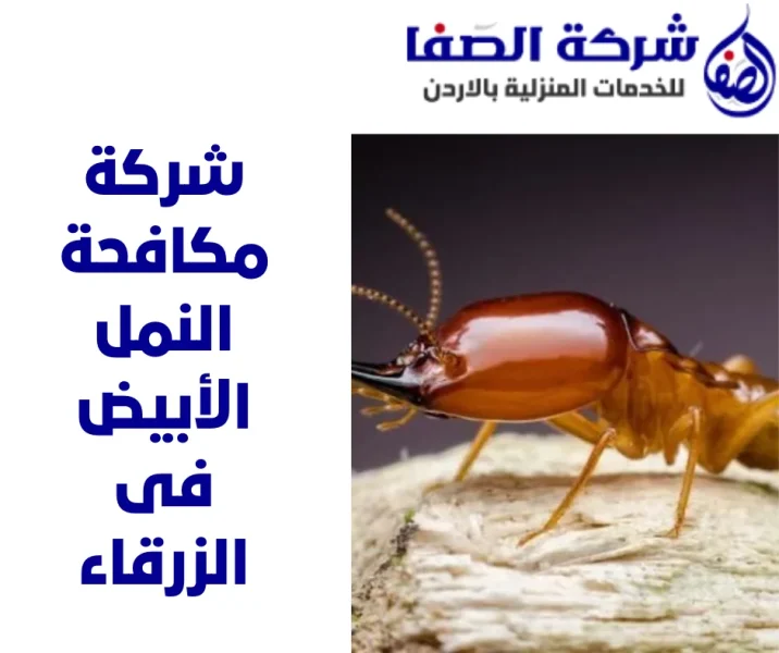 شركة مكافحة النمل الأبيض فى الزرقاء 0789832388 شركة الصفا