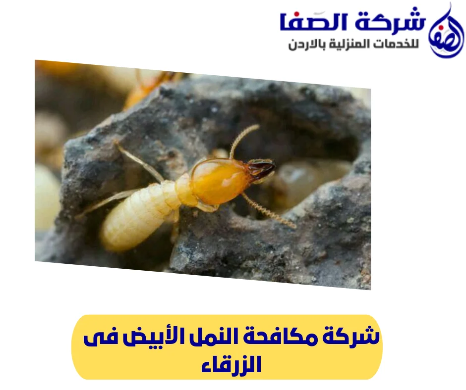 شركة مكافحة النمل الأبيض فى الزرقاء
