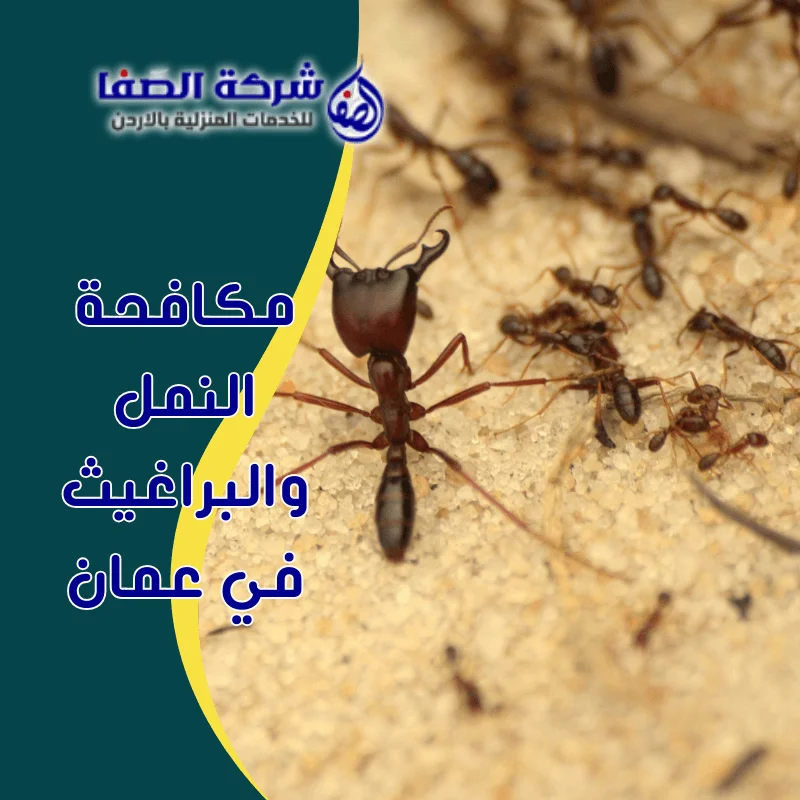 مكافحة النمل والبراغيث في عمان