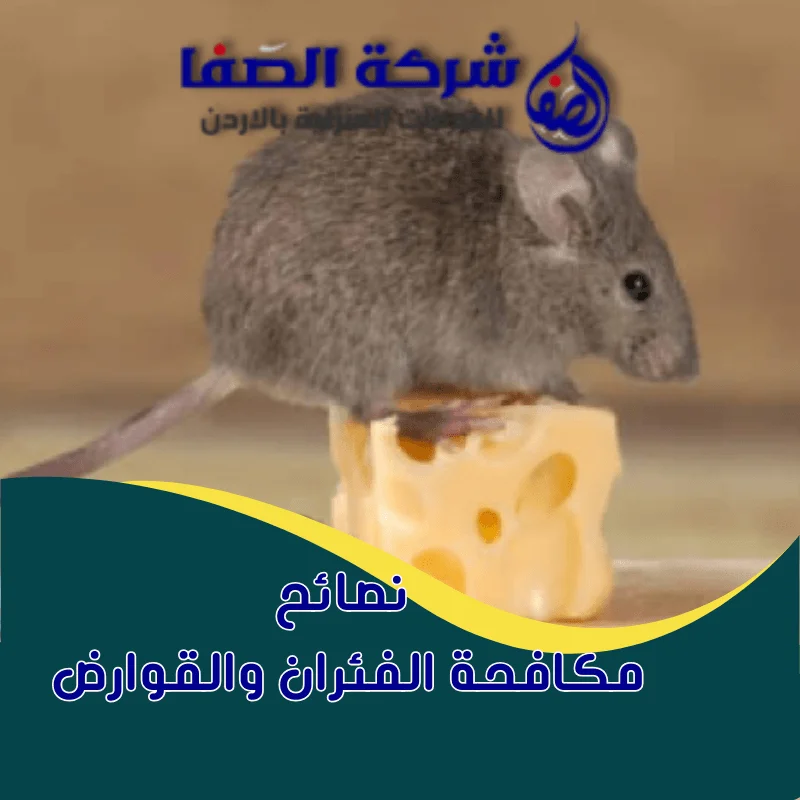 نصائح مكافحة الفئران والقوارض لحماية منزلك